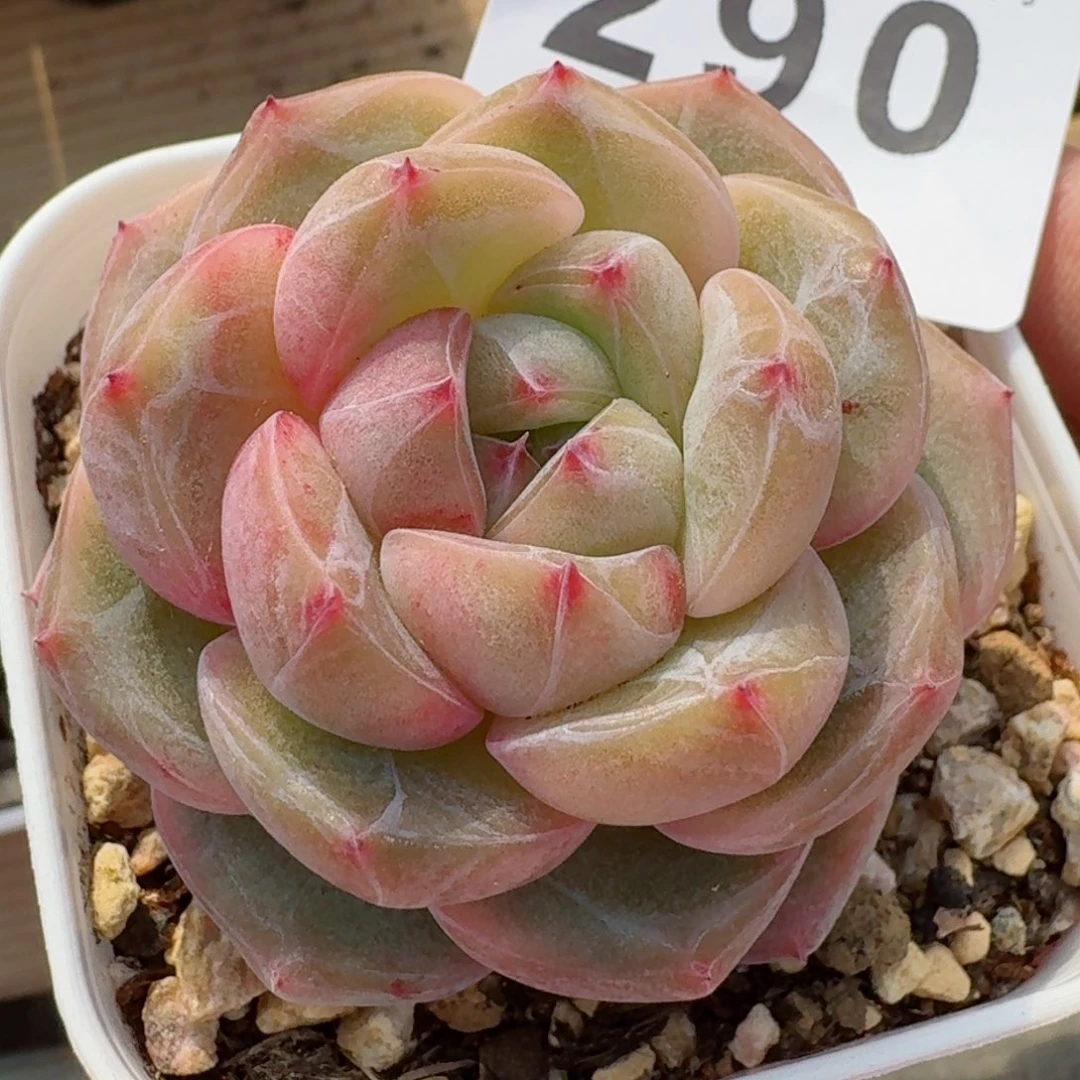 孤品珍妮         精品多肉