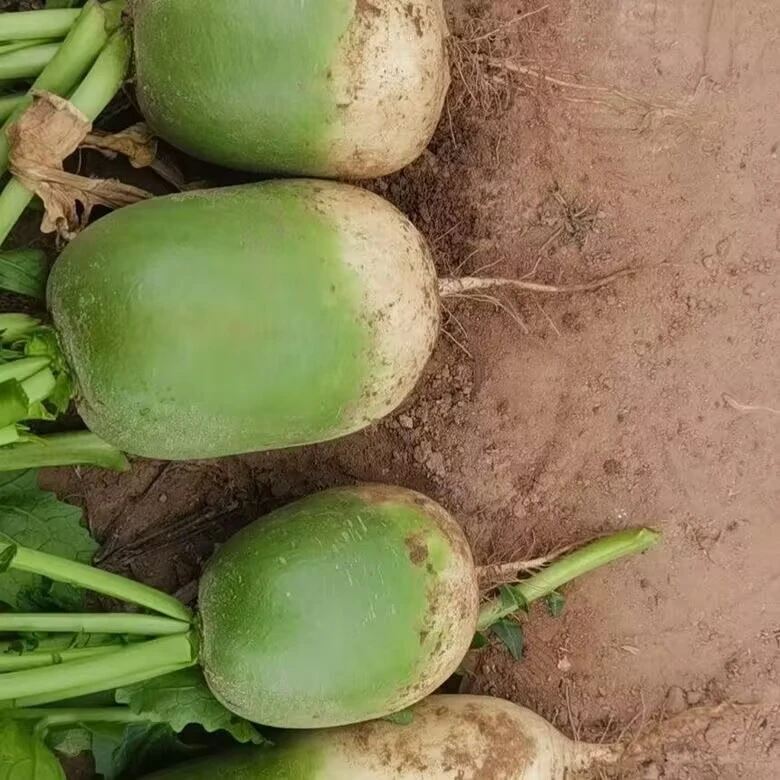 圆青萝卜圆形现挖现发农家自种罐萝卜青萝卜产地直发当季应季蔬菜