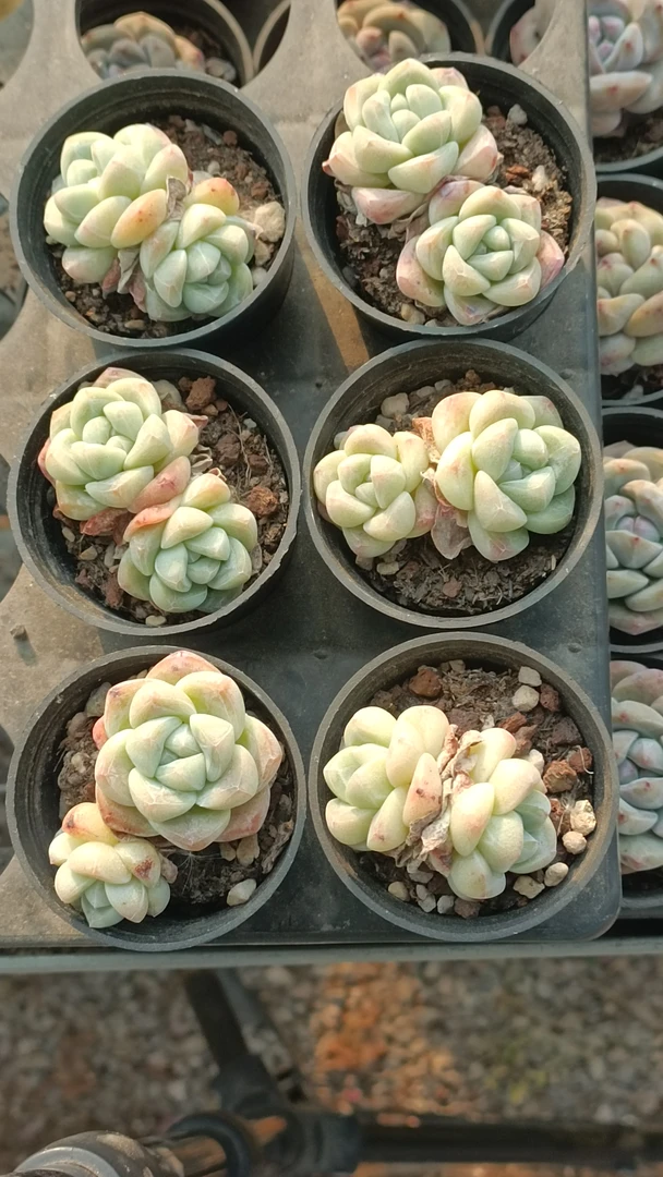 冰玉双头50杯6棵多肉植物