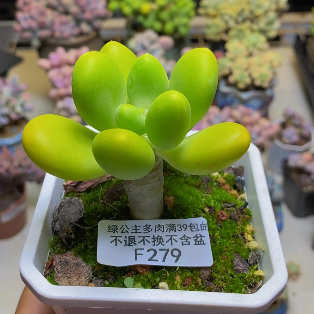 279金蟾芒果奶多肉6cm