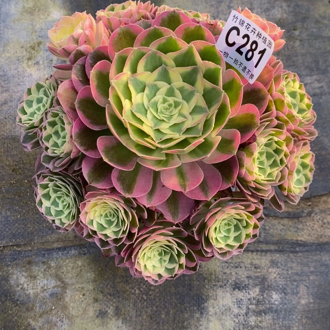 281玉资小棵嫩桩