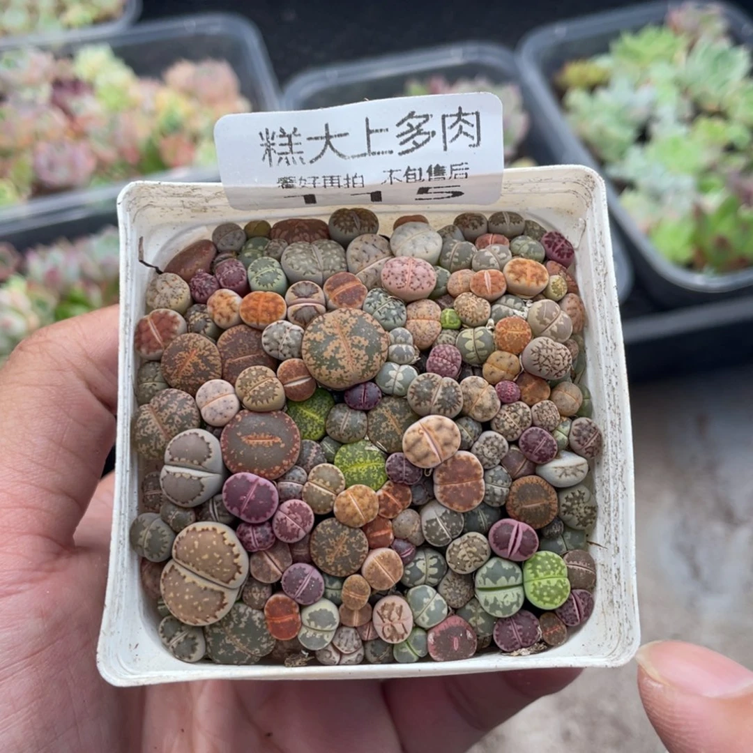 糕大上多肉植物115