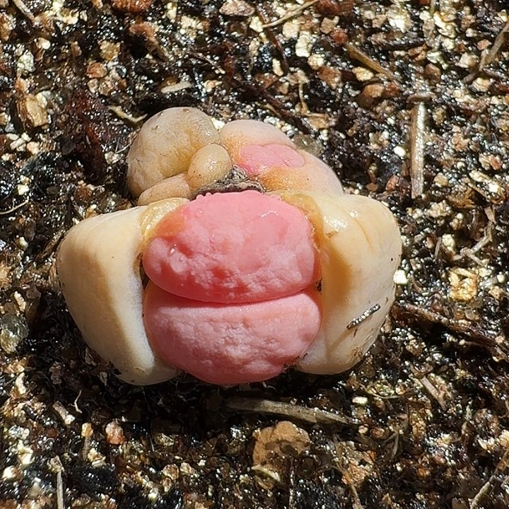 生石花233:：/。 98号