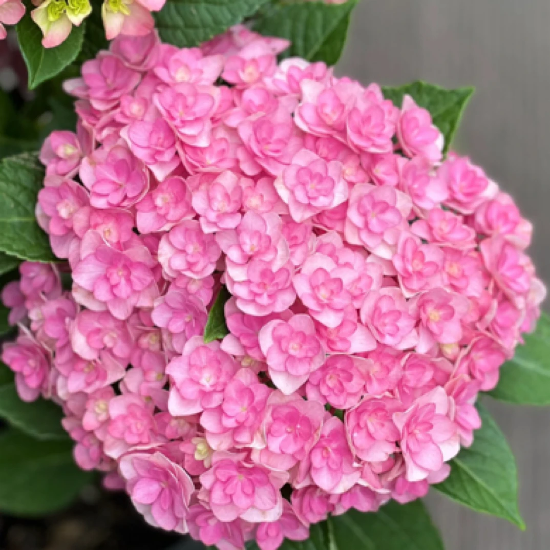 【艾薇塔】重瓣绣球 多季节开花植物多年生 花量大庭院阳台易养护