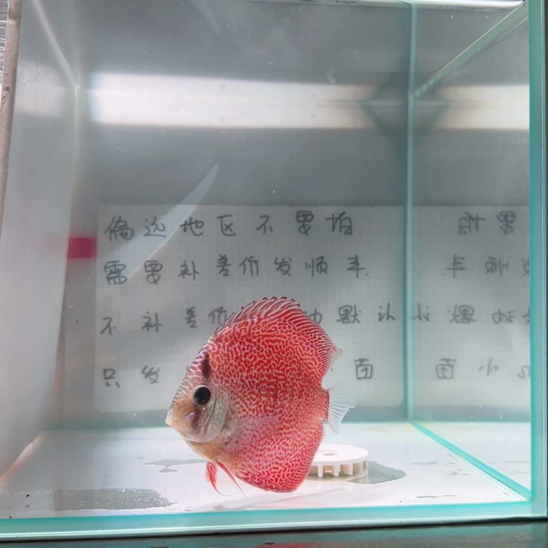 七彩神仙鱼肉身7-8偏远地区不拍