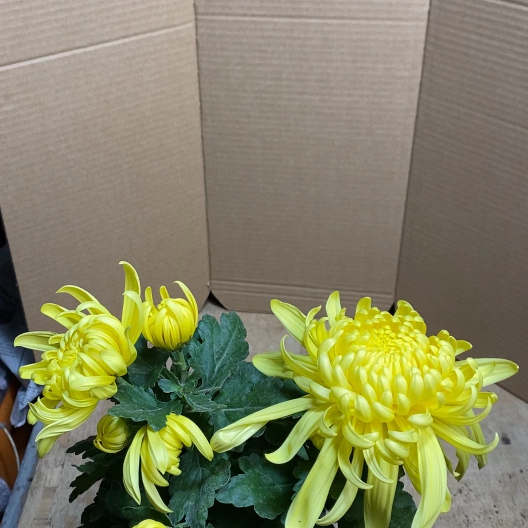 完全开放000000120