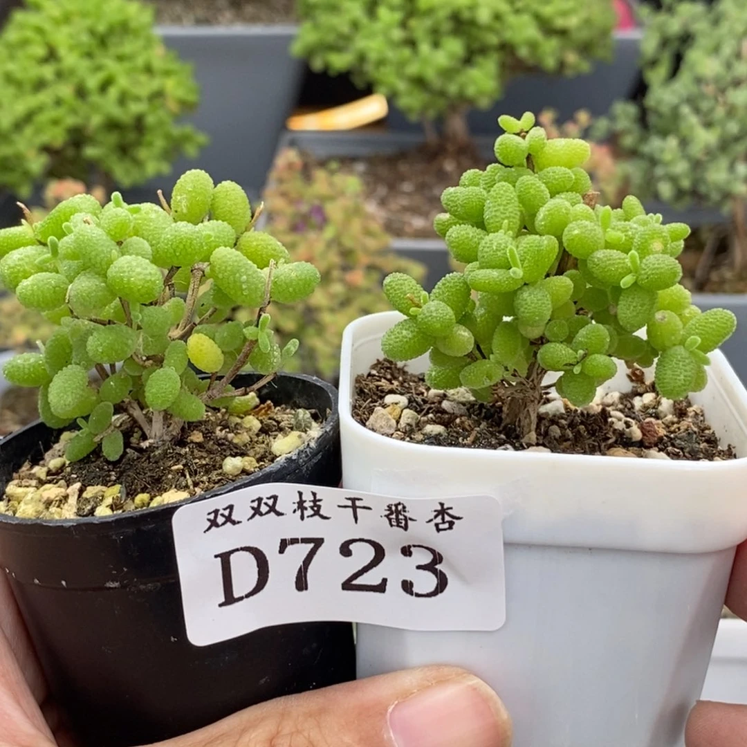 723蜜橘金橘。