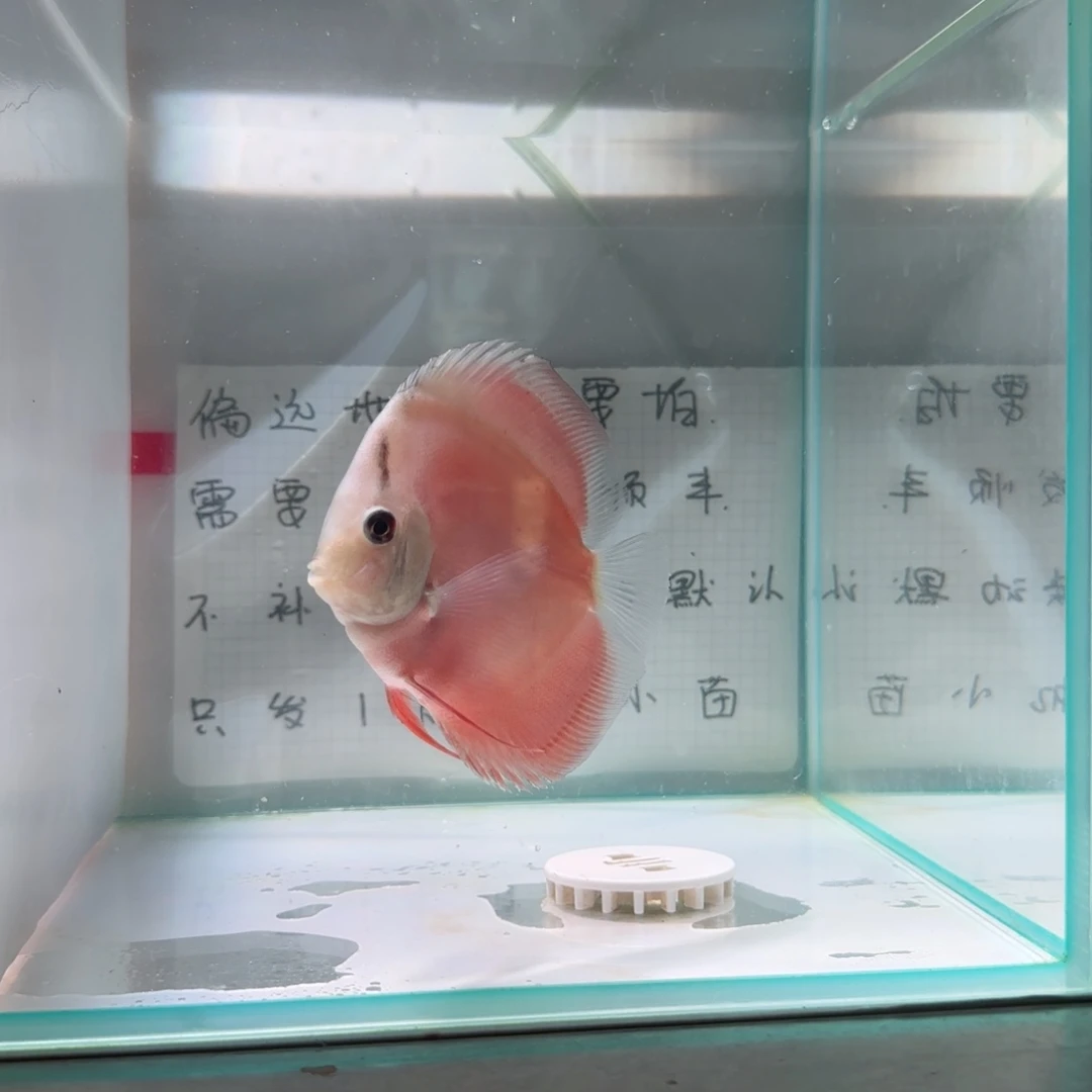 七彩神仙鱼肉身8偏远地区不拍