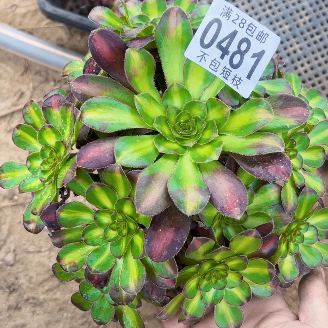 爱马仕中斑多肉植物0481