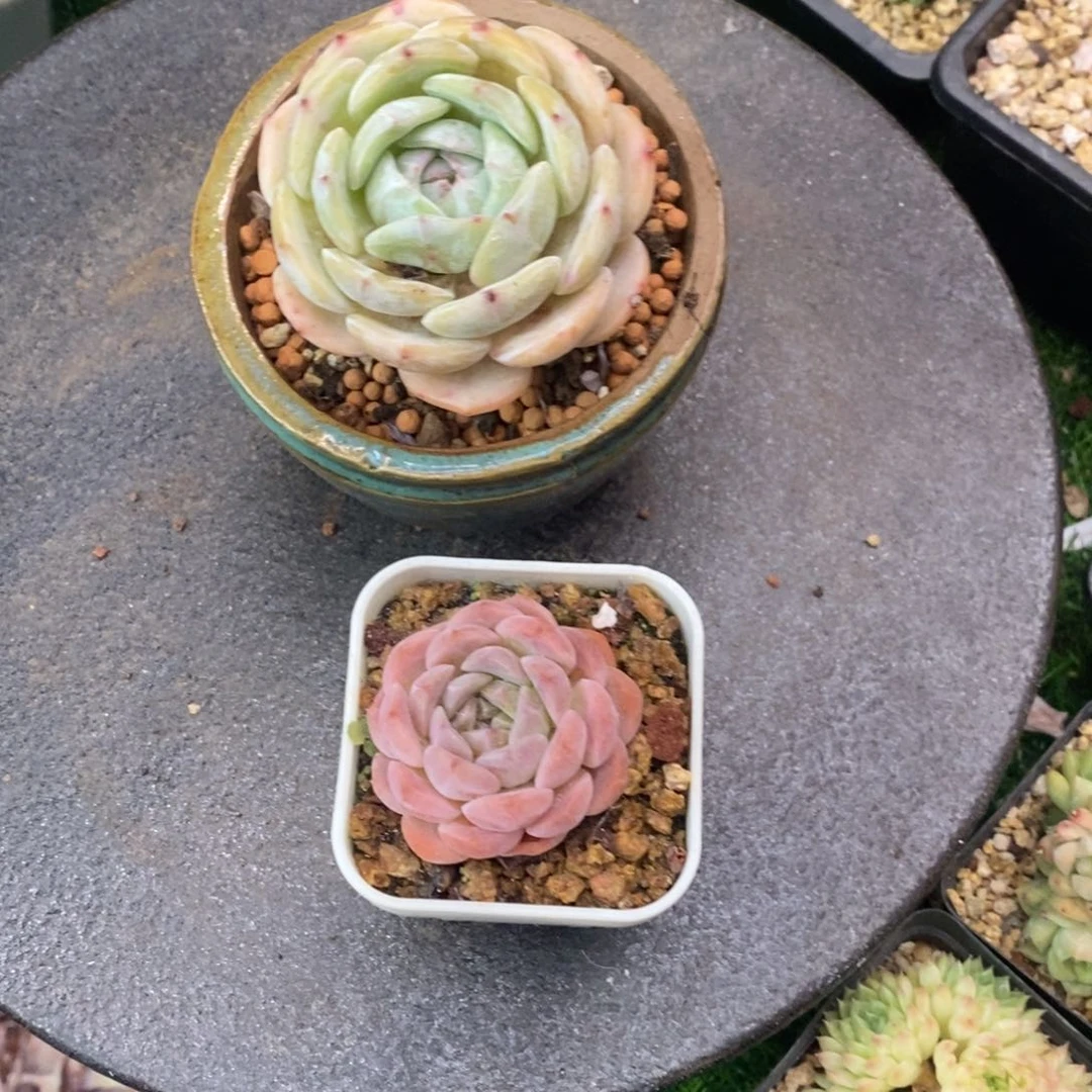惰***惰劳林+糖心杂交一物一拍