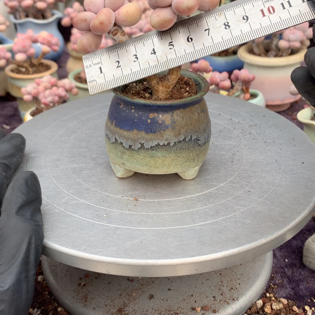 2号带盆偏远地区不包邮的