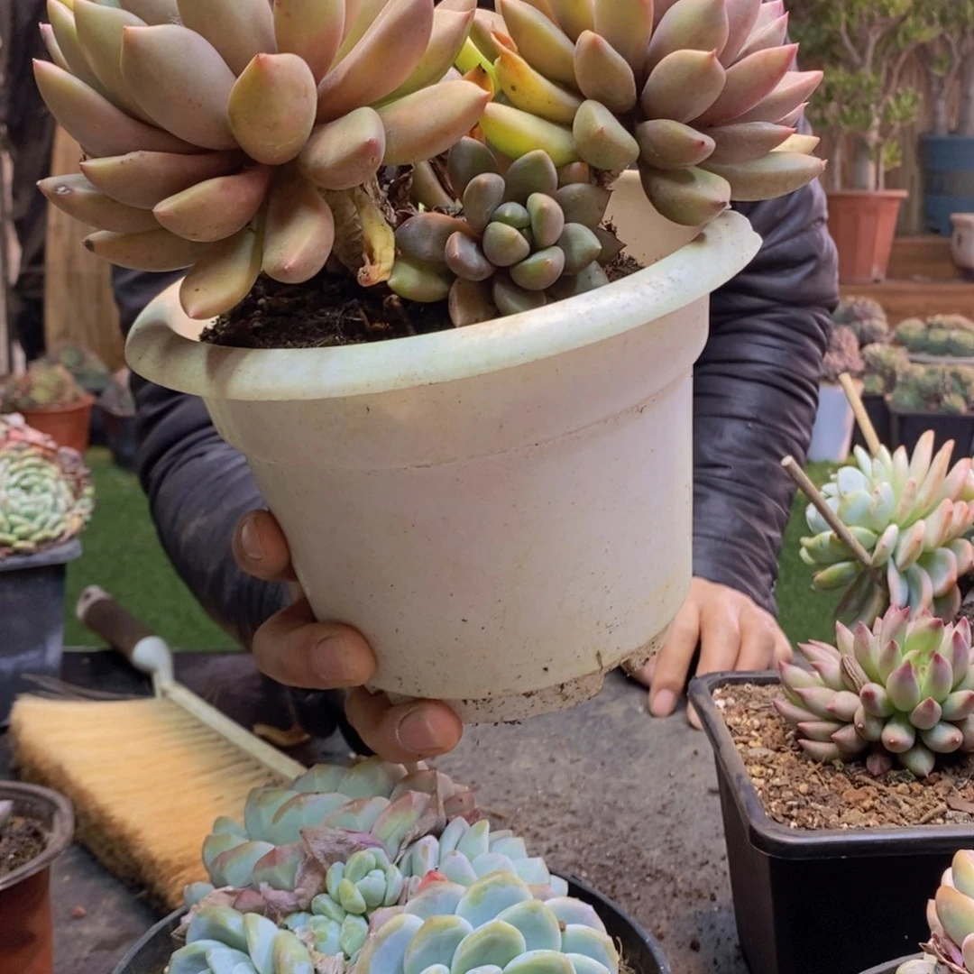 暮*※112号象牙多肉