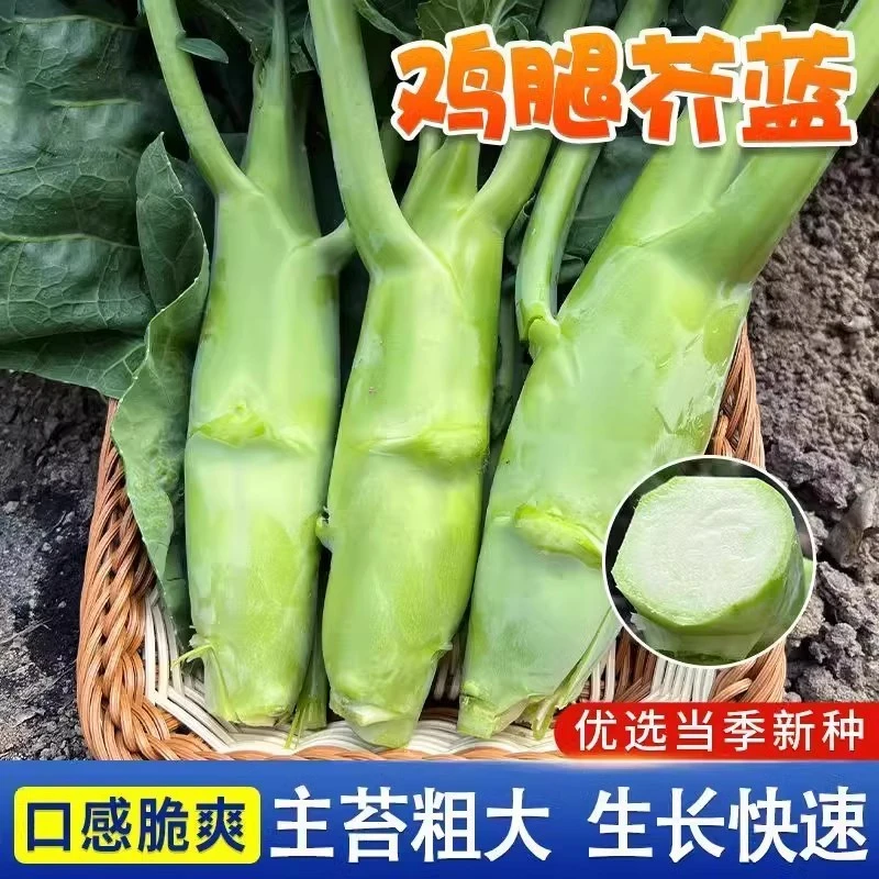 鸡腿芥蓝种子芥兰菜种籽秋季菜园庭院耐热耐寒农家四季播蔬菜新种