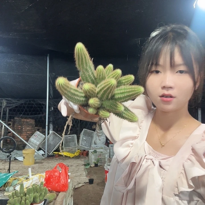 白檀杂（掉头掉崽不售后）