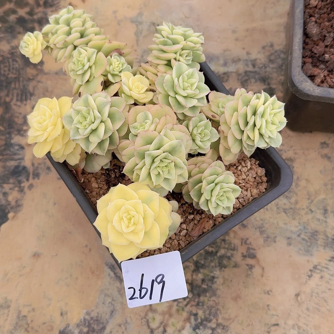 来***张2619蜡牡丹锦多肉植物