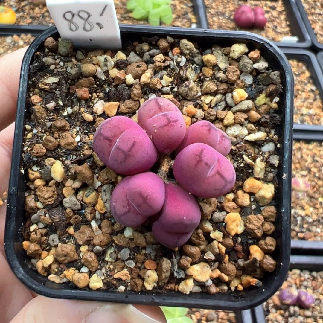 10-39    墨杂一棵