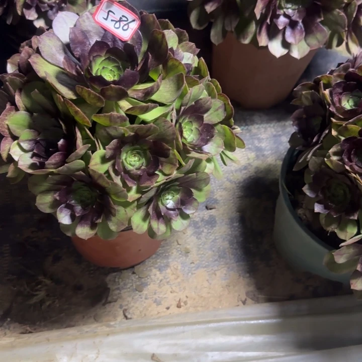 蝶***35-86黑魔多肉不包售后凑单