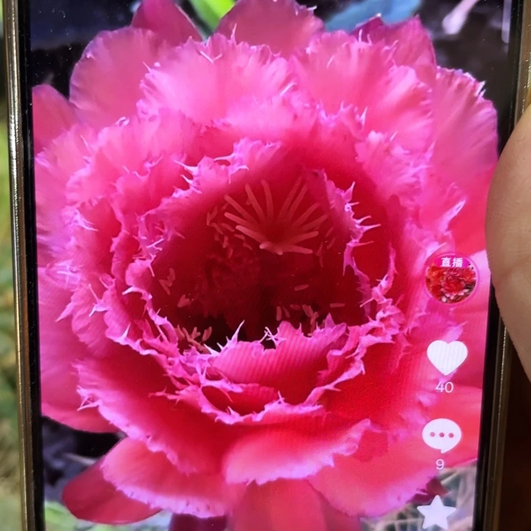 3-444 侧牙满20元包邮53