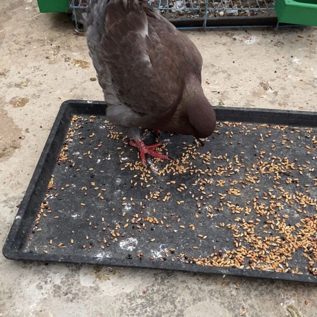 好***缘珍珠鸡陶瓷材料等行业