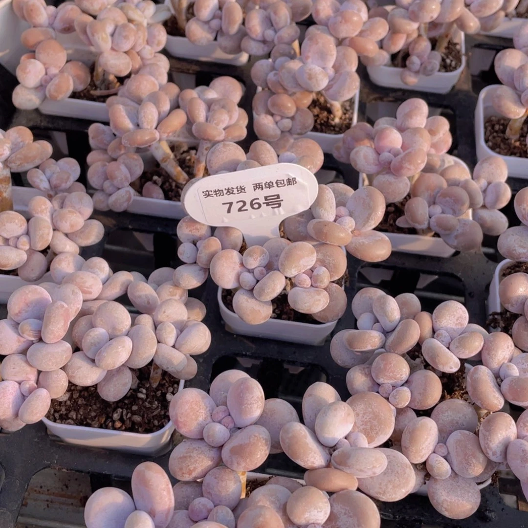 726号水光针原始奶组合六头起