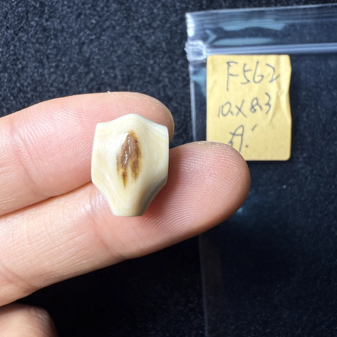 F562猛犸象牙鲨鱼背三通尺寸10*8.3mm果冻料