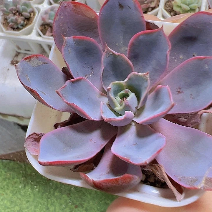 赫拉19包邮多肉植物