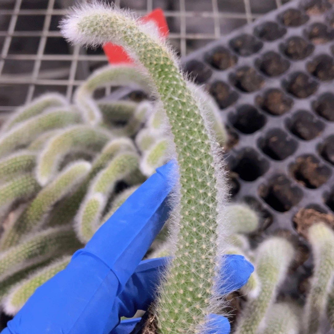 多肉九尾狐多肉植物