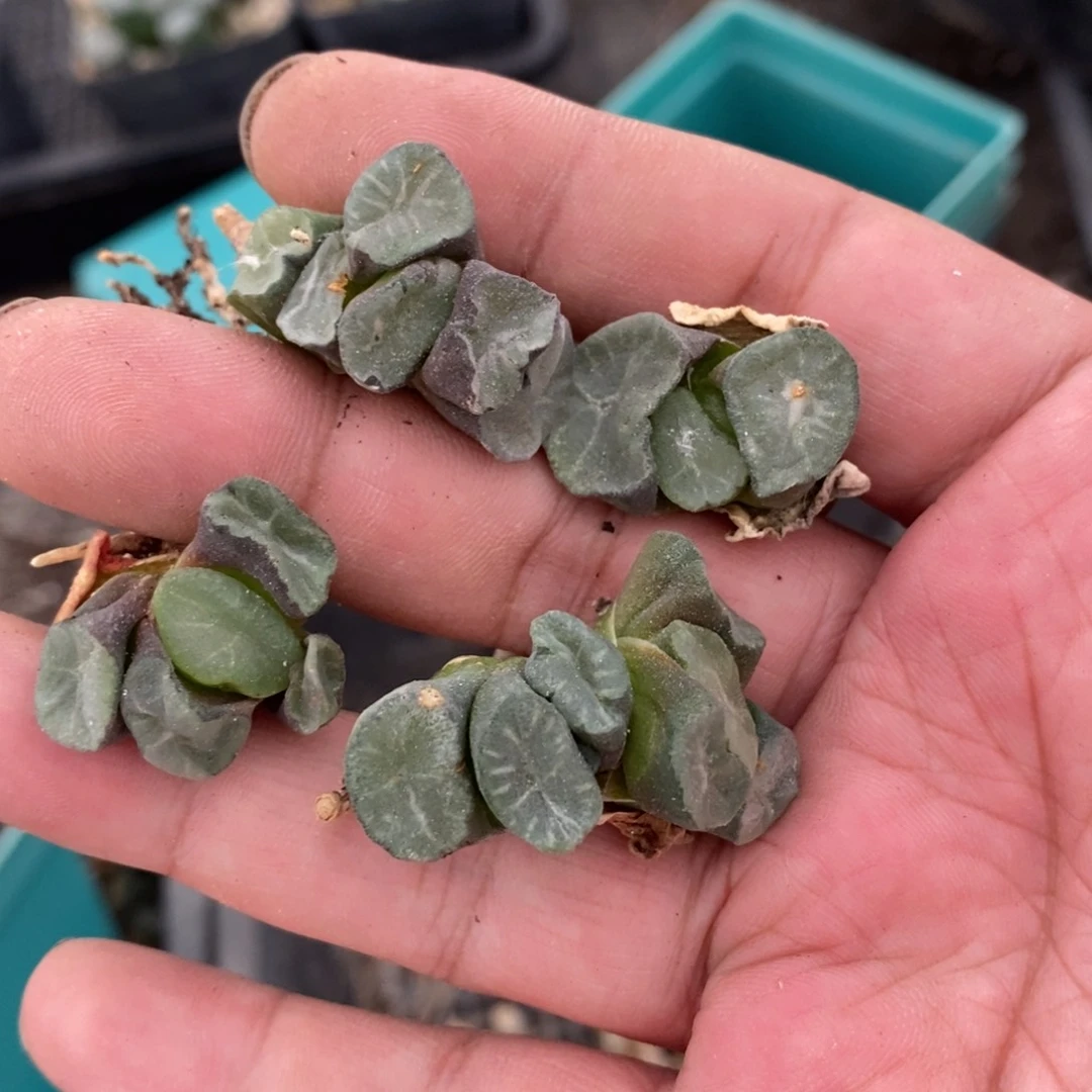 1620 一颗实生短腿武大郎万象小鼻嘎 超级福利