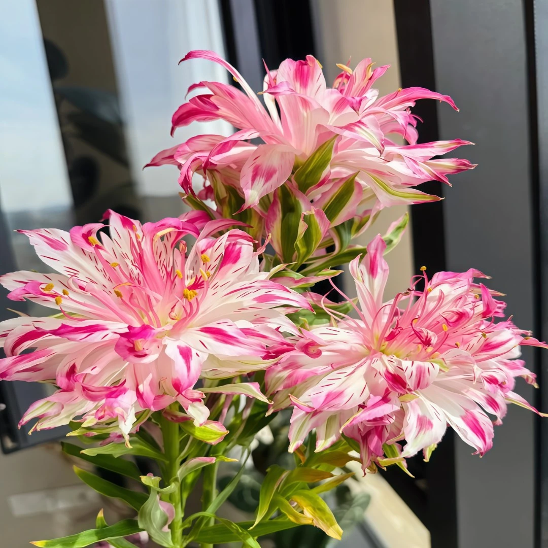 【养死包赔】荷兰进口百合花进口种球花卉重瓣带根芽浓香型庭院阳台