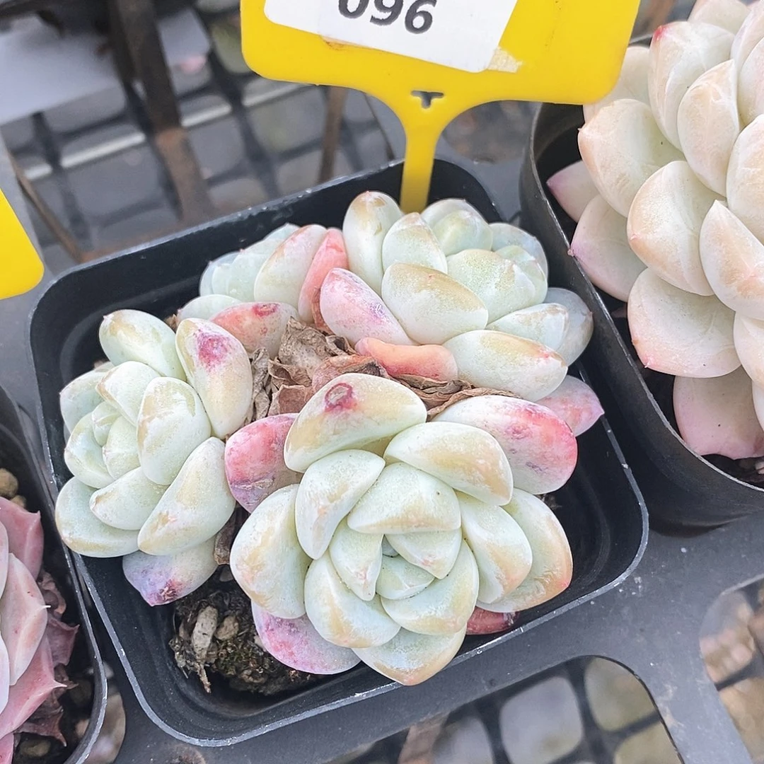 福利多多。1220096