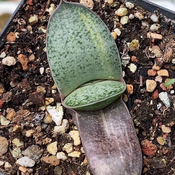 实生不带盆脱土裸根发货