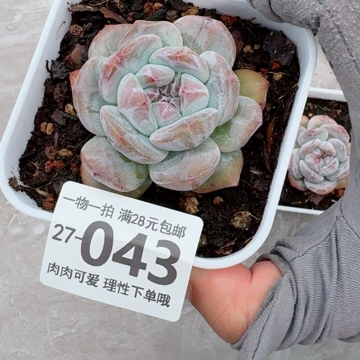 拉***丶石榴籽多肉无盆土发货无盆