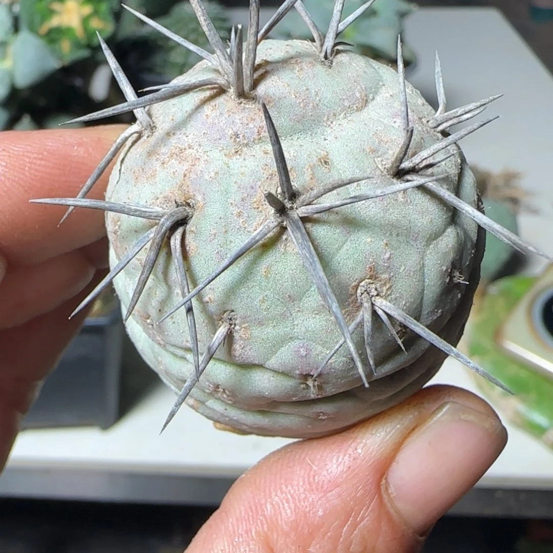 无花朵原地特黑刺有根