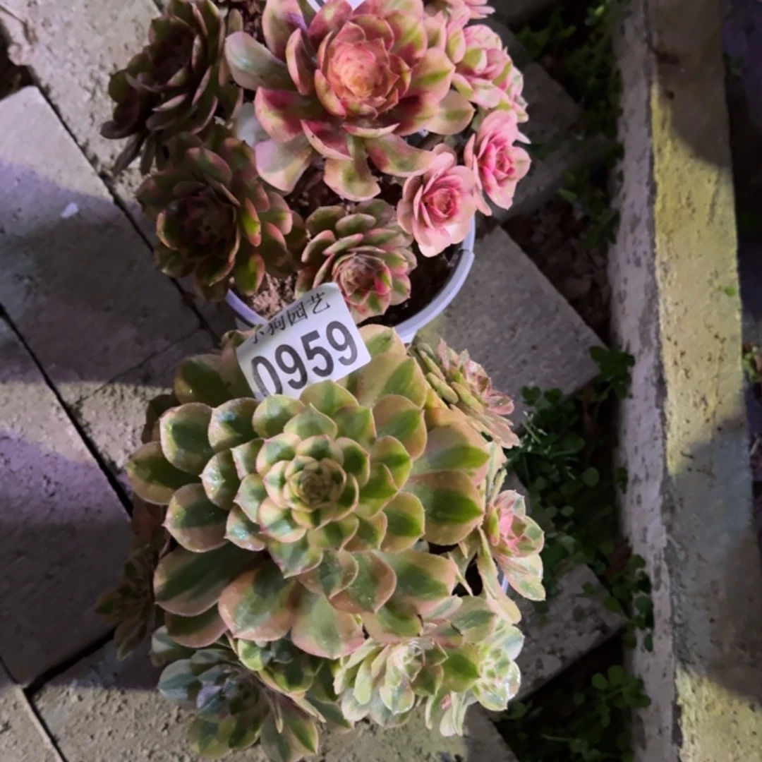 *****万白荔枝多肉植物0960，0959
