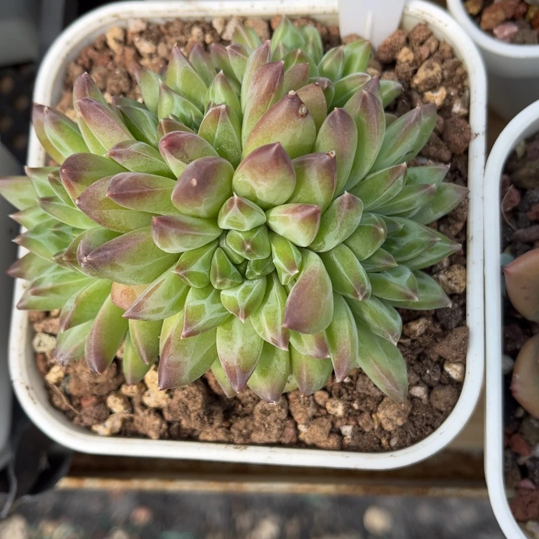 多肉植物3343 一定要拍个冷链哦