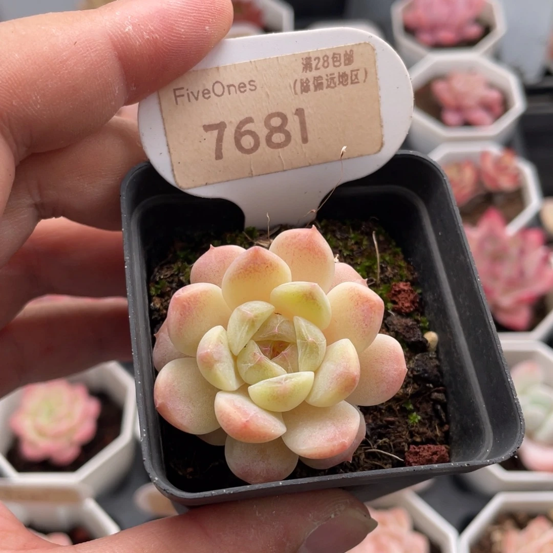 冰魄7681-4.0厘米