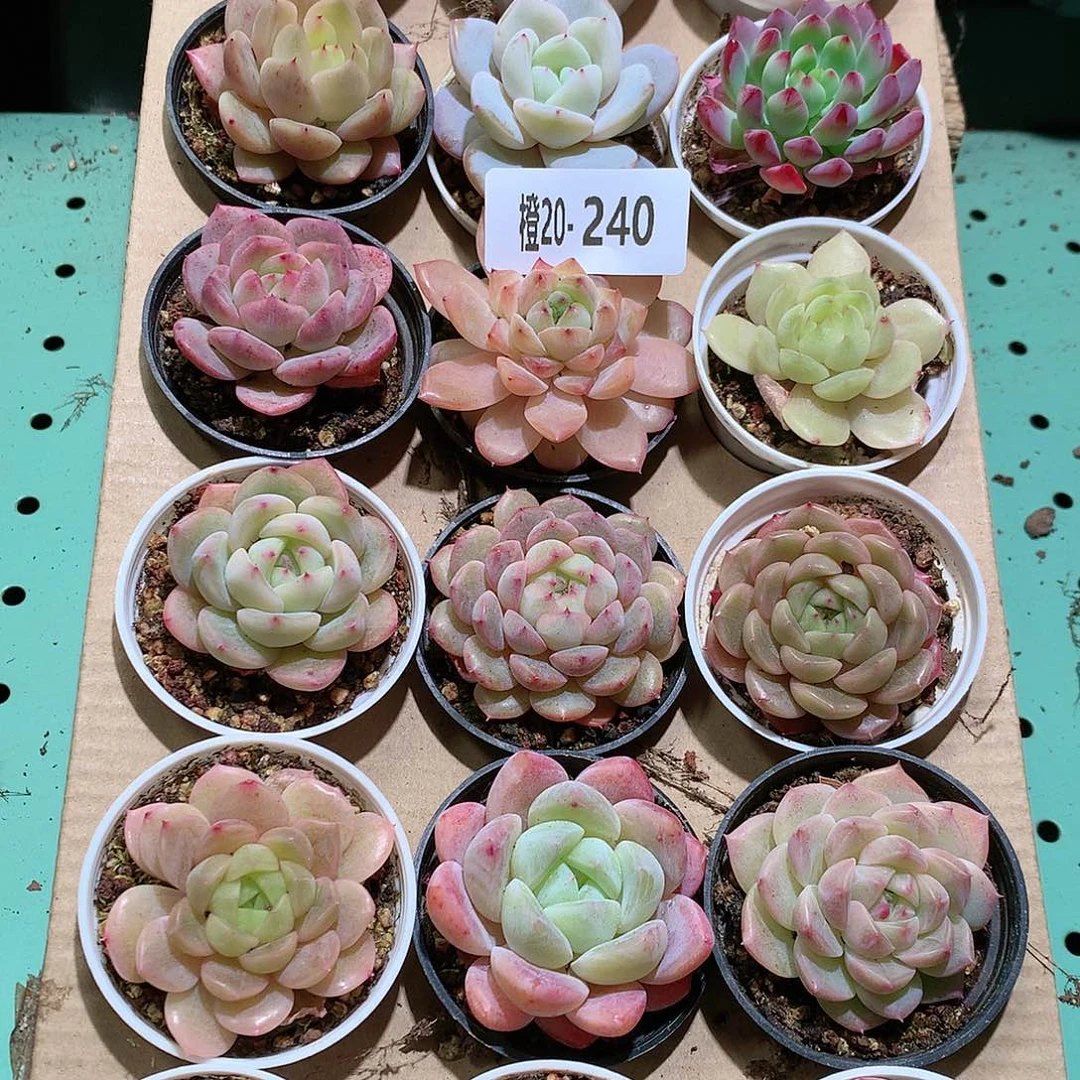 20-240一物一拍带盆18颗