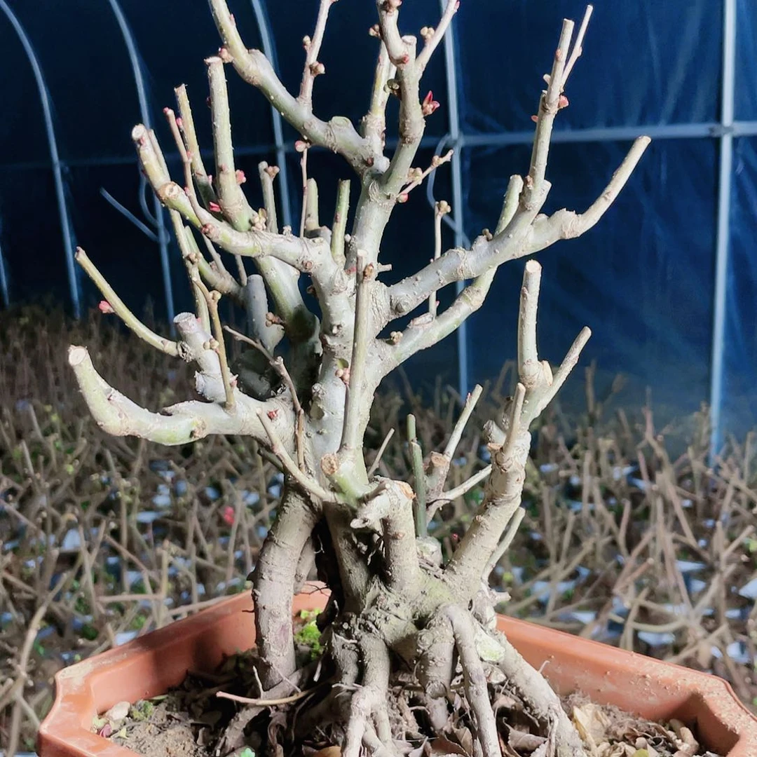 海棠子播品种海棠花