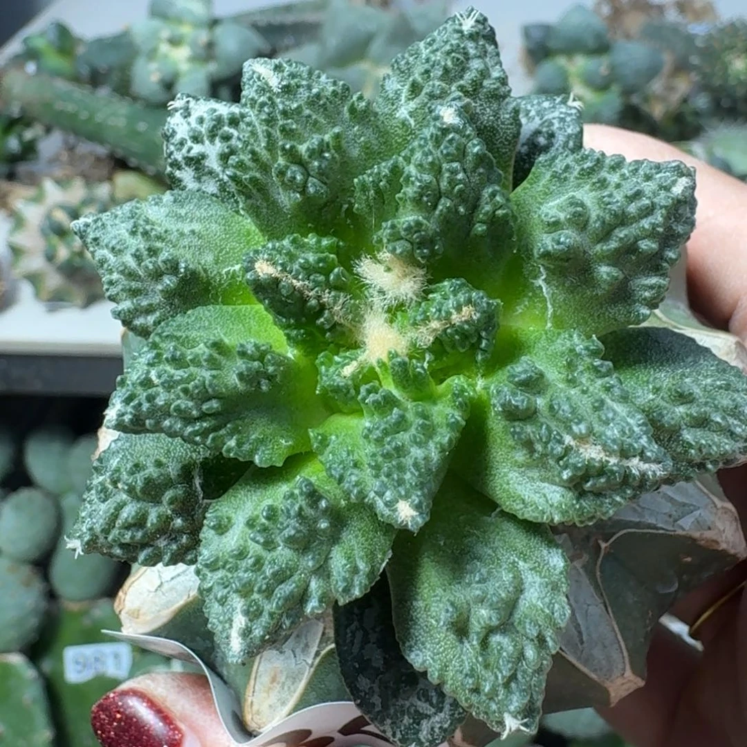 【闪购商品】无花朵哈**哈哥怒484