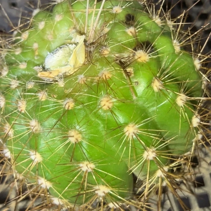 清清云彩侧牙瑕疵有黑点