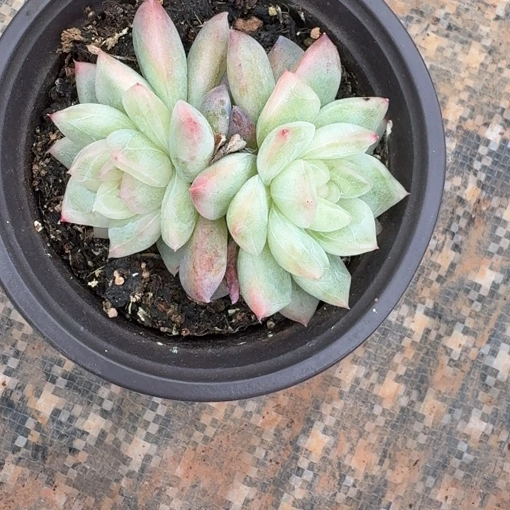 冰月亮锦一物一拍