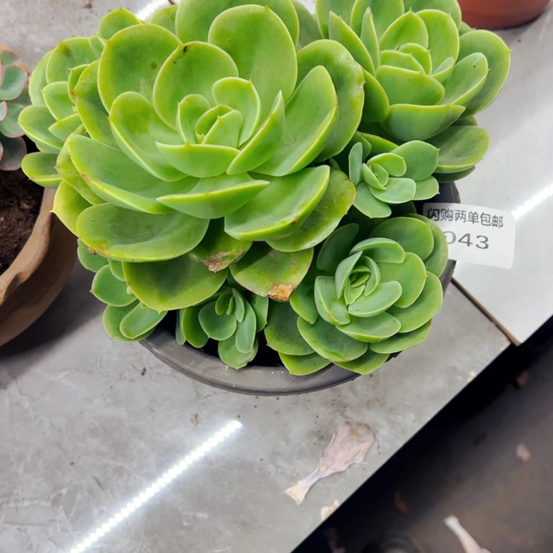 嫣***然多肉植物组合盆栽43