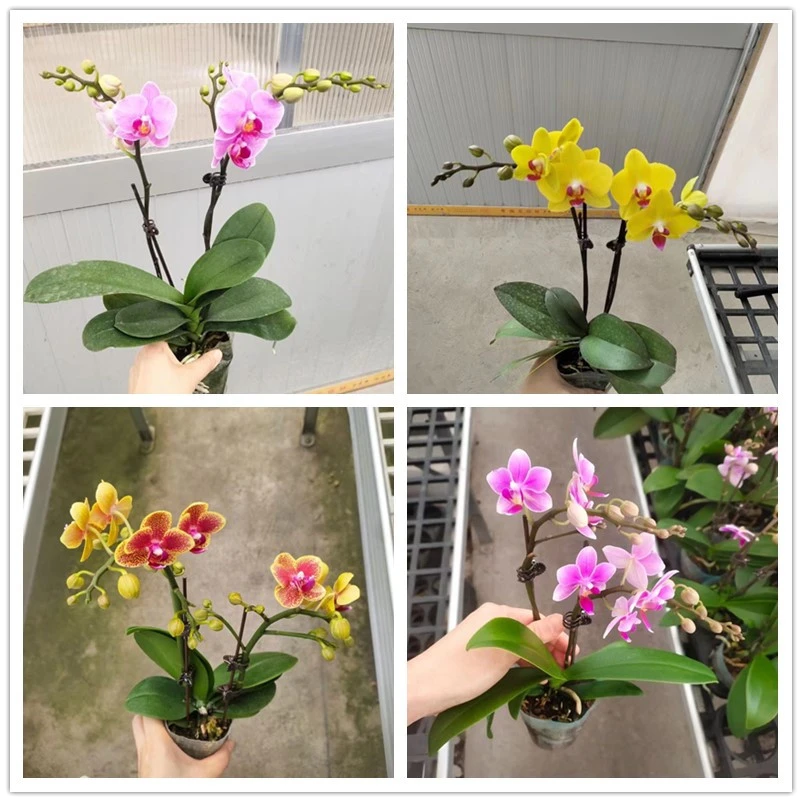 蝴蝶兰盆栽年宵花卉兰花带花苞阳台客厅办公室内阳台植物绿植