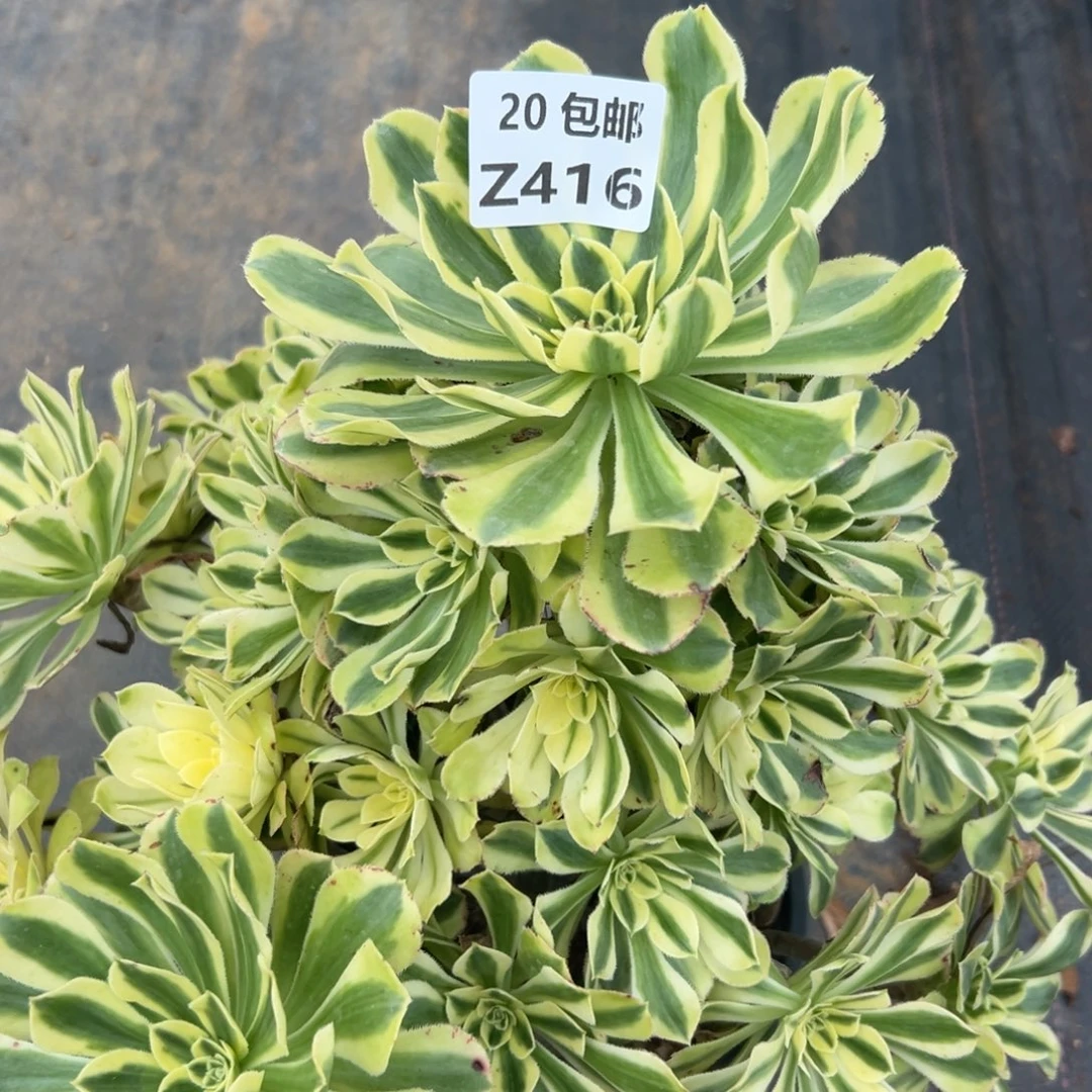 416白兰地，多肉法师