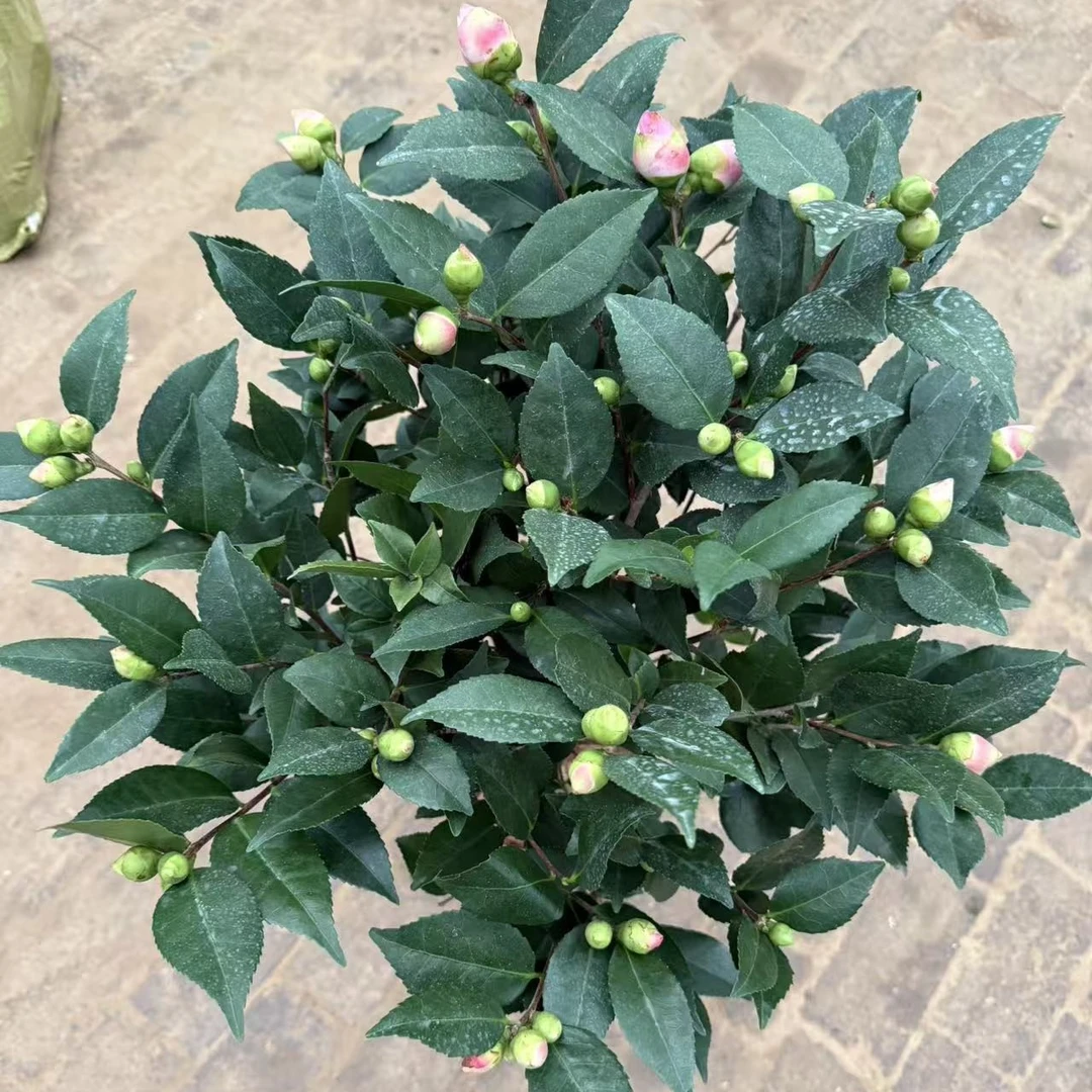154老桩香妃茶花开花植物