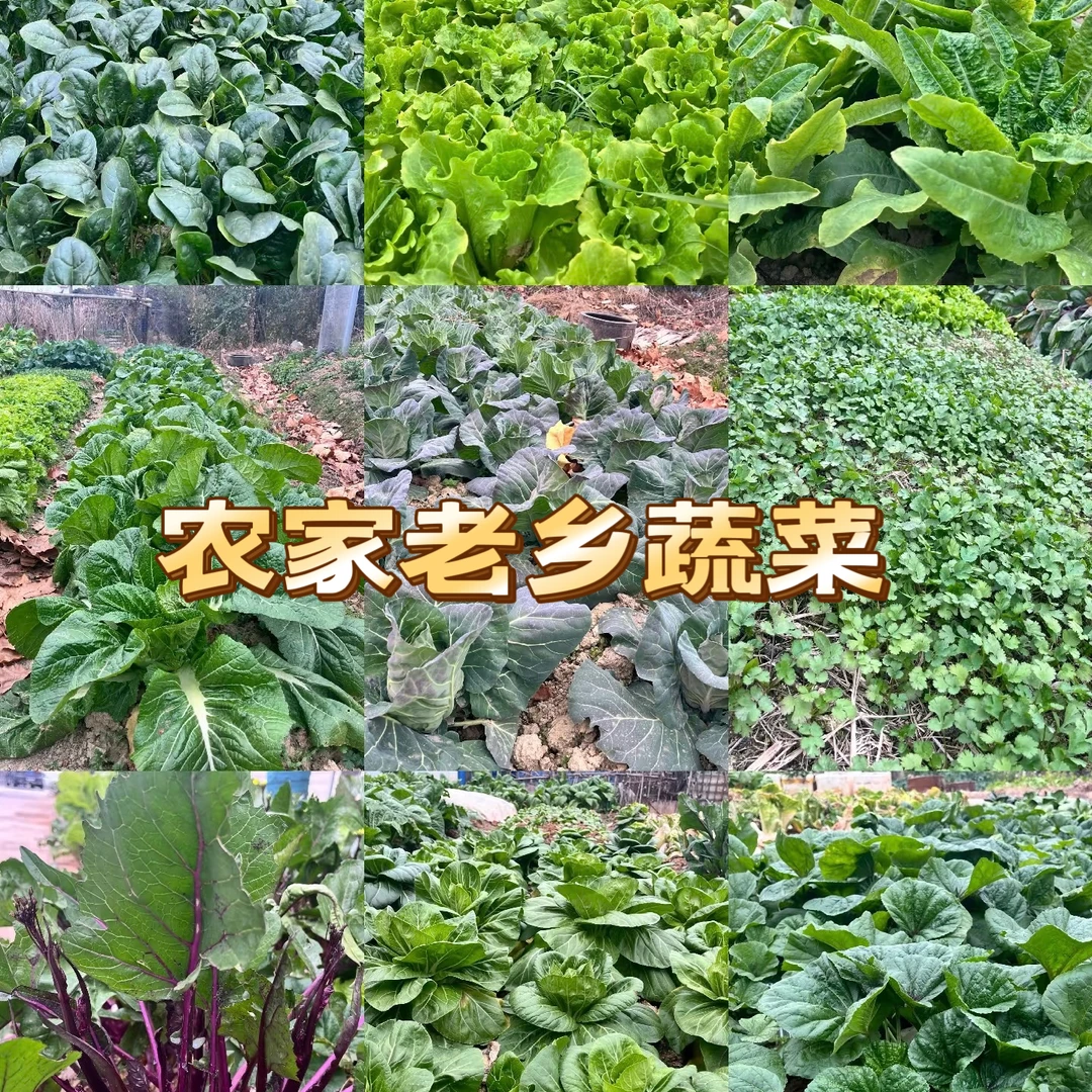 桐庐横村蔬菜组合链接