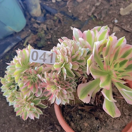 俏***人多肉植物子一个女巫