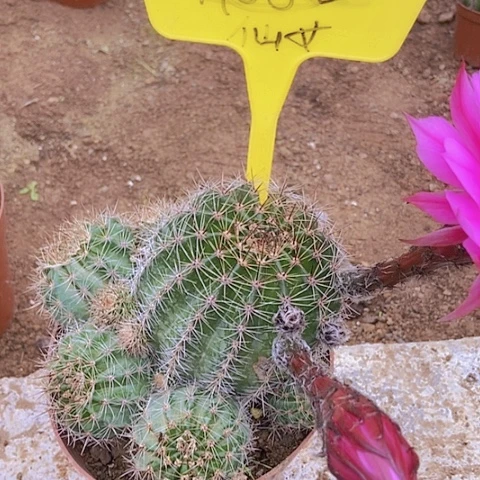 阿*哥仙人掌彩草A0 52