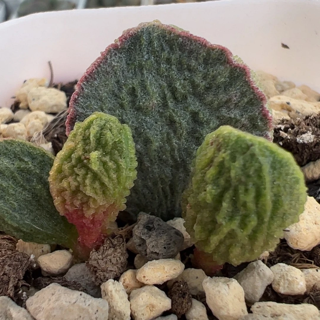 实生新品大苗多肉植物水泡