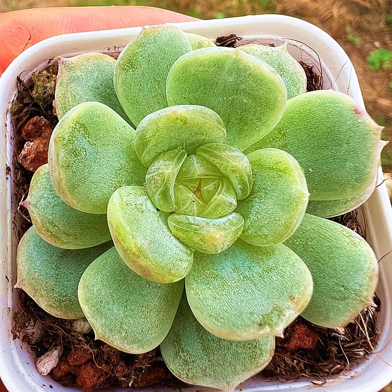 白色恋人（满9.9包邮）